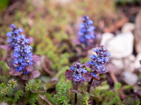 Creeping bugle (Ajuga reptans) with blue-purple flowers in a rock garden. A low-maintenance groundcover perennial suitable for gardens and natural landscaping.