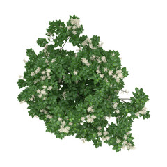 Fototapeta premium 3d Rendering Of American Fringe plant on Transparent Canvas from the top view