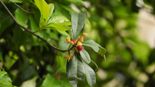 Close up of kafal berries, also known as Himalayan bayberry, growing on a tree with green leaves in a natural forest habitat. Suitable for Himalayan fruit, wild berries, edible forest fruit, Uttarakha