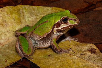 Obraz premium Australian Northern Snapping Frog or Giant Frog