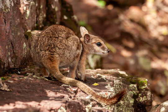 Short-feared Rock Wallaby fro the Northern Territory Australia