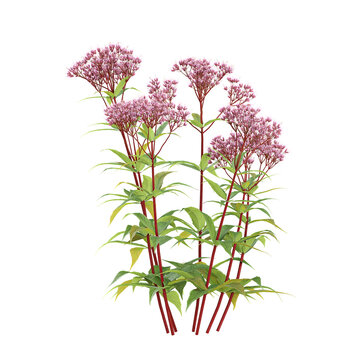 3d Rendering Of Eupatorium maculatum plant on Transparent Canvas