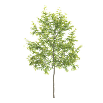 3D rendering of Green gleditsia triacanthos plant on transparent background