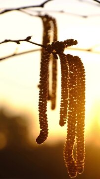 Silhouette of a date palm
