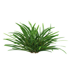 Fototapeta premium 3d Rendering Of Lilyturf plant on Transparent Canvas
