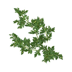 Obraz premium 3D rendering of Nicotiana tabacum plant on transparent background from the top view