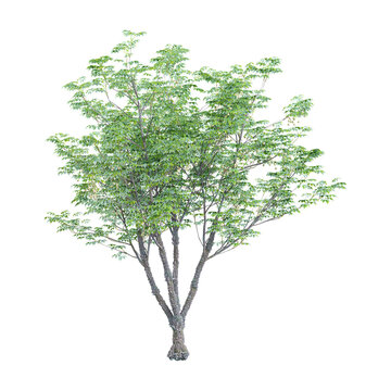 3D rendering of Ohio buckeye plant on transparent background