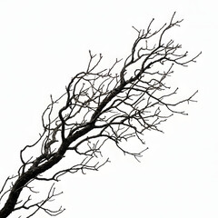 Fototapeta premium Bare tree branch against a white background