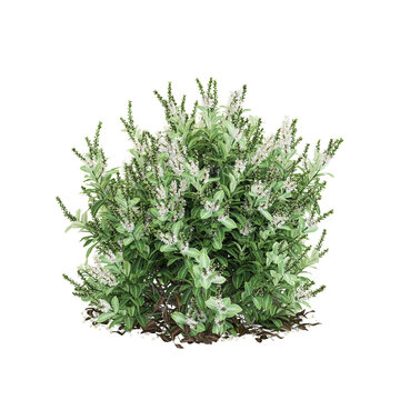 3D rendering of Otto luyken cherry laurel plant on transparent background