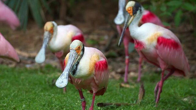 A flock of Roseate Spoonbills (Platalea ajaja) stand on the shore, close up shot.
