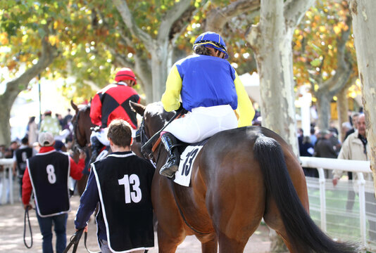 Caballos de carreras en paddock de hip&oacute;dromo turf con jockey y mozo con rienda de la mano previa de horse race