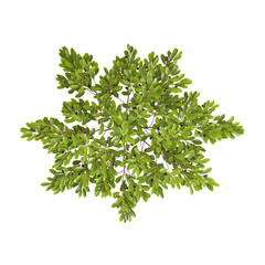 Obraz premium 3D rendering of Western sandcherry plant on transparent background from top view