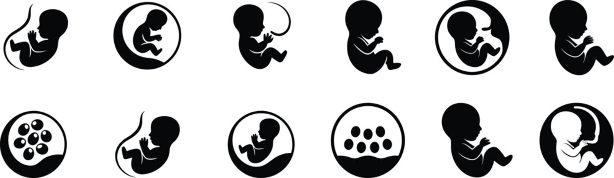 Vector illustration of human fetus and embryo development icons, depicting early stages of life and pregnancy symbols in biology and medical contexts, prenatal care