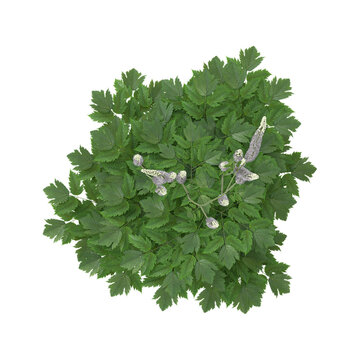 collection of Aruncus flower plant with realistic style from the top view