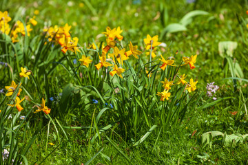 Obraz premium Gelbe Narzissen, Narzissenblüte (Narcissus Pseudonarcissus), Wiese, Deutschland
