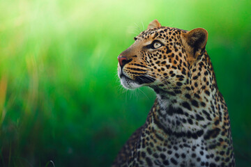 Strong gaze for beautiful leopard © ahmed
