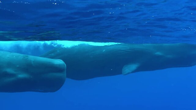 Two adult sperm whales - Physeter macrocephalus - glide near the surface in deep blue water. Huge bus sized marine mammals create a once in a lifetime diving encounter.