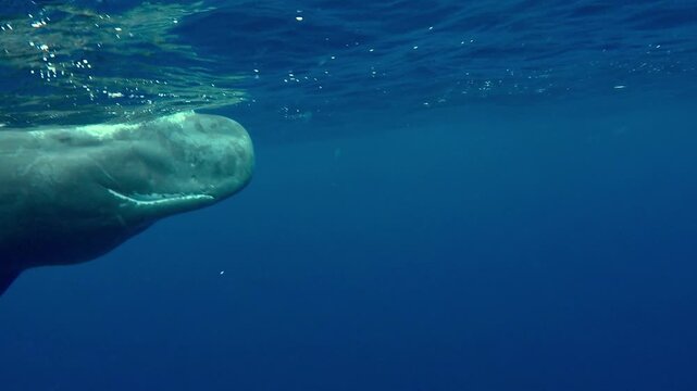 Close underwater view of one adult sperm whale - Physeter macrocephalus - showing its massive head and cropped tail fluke. Once in a lifetime diving encounter in deep blue water.