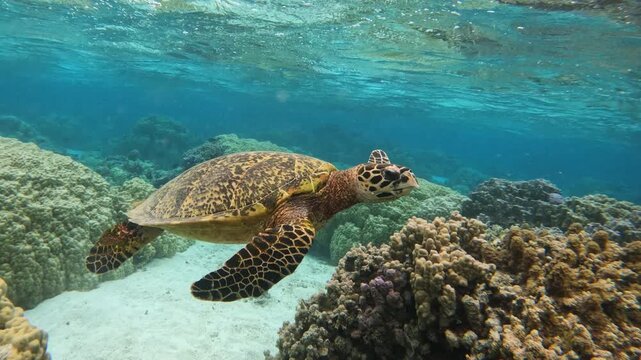 Tourist snorkeling in a shallow tropical lagoon in Tahiti, French Polynesia, with a hawksbill sea turtle nearby. Idyllic dream vacation in clear paradise water.