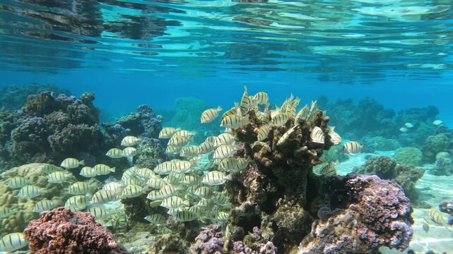 School of convict surgeonfish - Acanthurus triostegus - swims above colorful coral reef in shallow lagoon water in Tahiti, French Polynesia. Idyllic tropical snorkeling paradise.