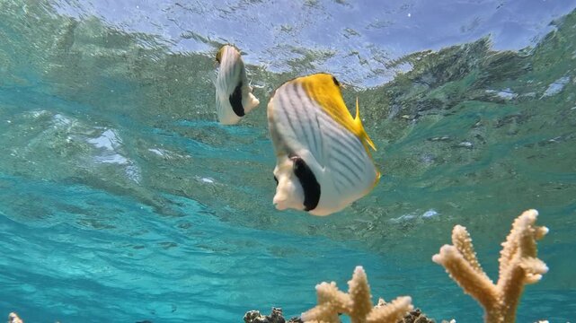 Two threadfin butterflyfish - Chaetodon auriga - swim near a coral branch under the surface in clear tropical lagoon water. Romantic shallow reef scene.