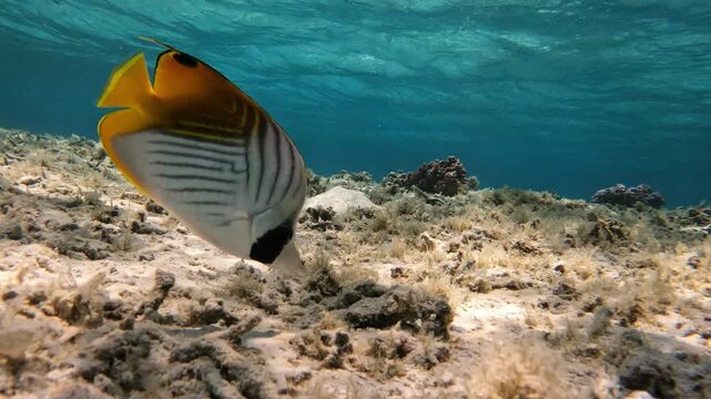 Two threadfin butterflyfish - Chaetodon auriga - swim near a coral branch under the surface in clear tropical lagoon water. Romantic shallow reef scene.