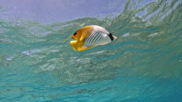 Two threadfin butterflyfish - Chaetodon auriga - swim together above a shallow coral reef under tropical surface light. Colorful reef fish in clear lagoon water with romantic paradise atmosphere.