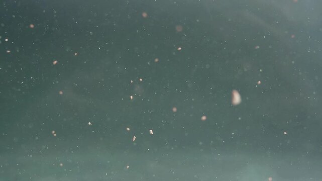 Plastic particle floating and moving in the water, microplastic contamination concept