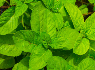closeup heap of mentha palustris plants background © Yuriy Kulik
