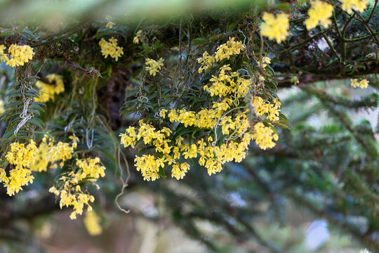  A lot of small male flowers of Nikko fir began to hang down