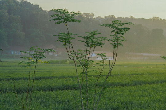The Moringa tree (Moringa oleifera) is often nicknamed "The Miracle Tree" because almost all parts of its body, from the leaves, seeds, to the roots, have extraordinary benefits for health
