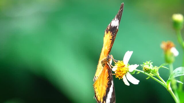 Close-up of a butterfly feeding on a small wildflower, showing delicate wings and fine details against a soft green background, capturing calm natural behavior and vibrant outdoor life.