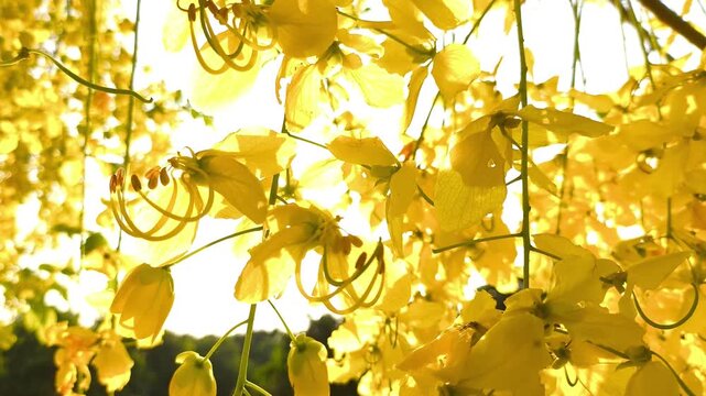  Golden shower tree flowers, outdoor Chiangmai Thailand.