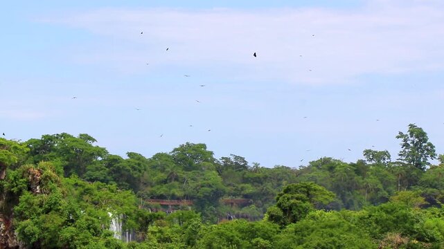 Black vultures flies along blue sky on the lookout Brazil.