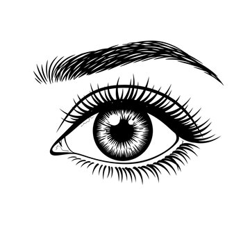 Detailed eye illustration with eyebrow and eyelashes on a white background