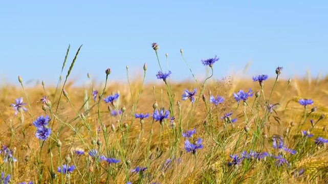 Vibrant Blue Cornflowers Swaying in Golden Wheat Field Under Clear Blue Summer Sky

