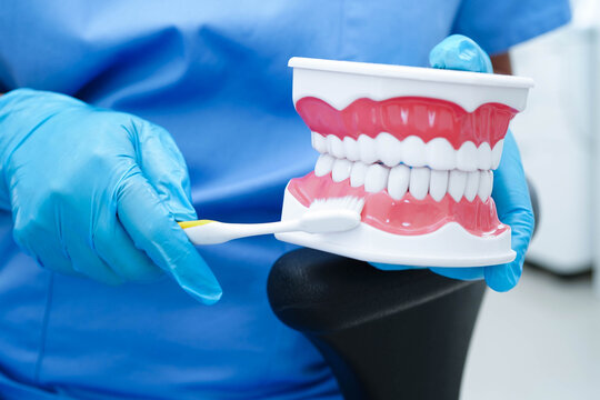 Doctor clean teeth denture with toothbrush for teach patient and dentist studying about dentistry.