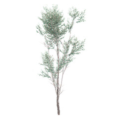 collection of Eucalyptus plant with realistic style © Fouzia