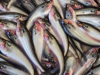 Obraz premium Butterfish and pabda fish neatly displayed for sale in a traditional Bangladeshi market.