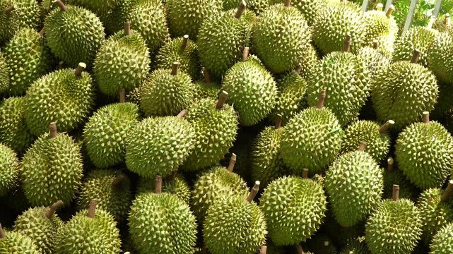 Close-up of a high pile of Vietnamese Ri6 durians stacked after harvesting in the orchard.