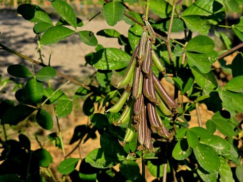 Close-up view of Crotalaria longirostrata pods, showing their unique shape, smooth texture, and natural green coloration. The macro perspective highlights botanical details.