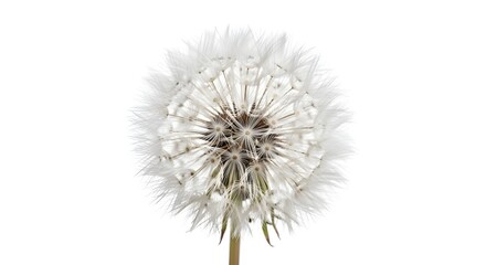 Fototapeta premium Dandelion Puff With Delicate White Seeds Ready To Fly, Symbol Of Hope, Nature Fragility, And Spring Wind Spread On Clean White Solid Background