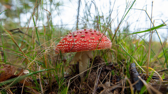 Fly Amanita Mushroom in the Wild