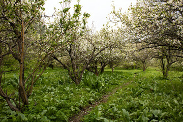 Fototapeta premium A path through a lush spring apple orchard with blossoming trees covered in white flowers and fresh green grass.