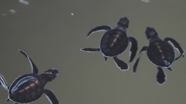 Many newborn sea turtles are swimming in pool in baby turtle sanctuary on Sri Lanka turtle Conservation Nursery