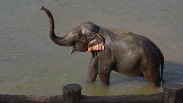 An adult elephant swimming in the river. Wild Asian elephants take a bath in Sri Lanka