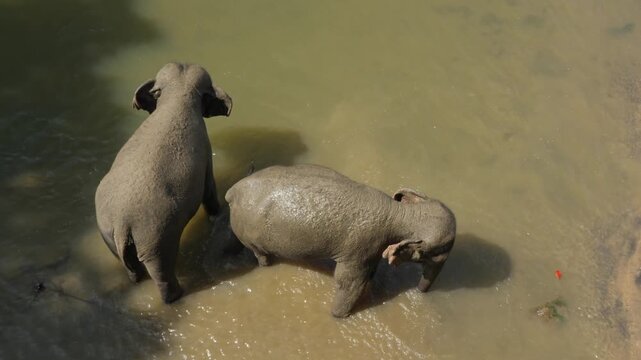 Two elephants rolled in the mud and are going to swim. Asian elephants take a bath in Sri Lanka
