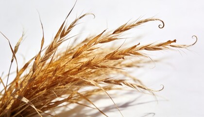 Obraz premium Golden Dried Wheat Grass Arrangement Isolated on White Background