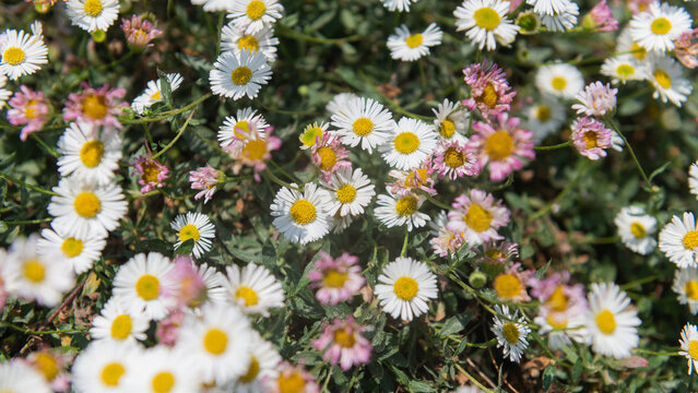 background with close up of wild daisies in the grass