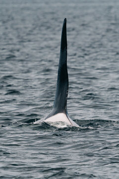 The wavy dorsal fun of a male Bigg's Killer Whale